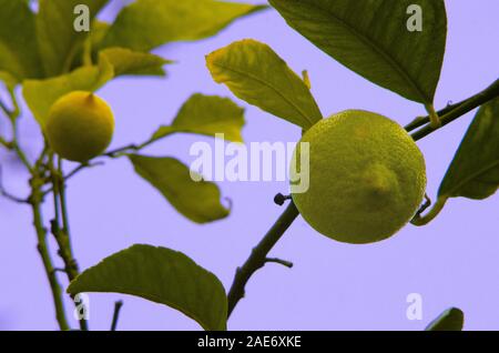 lemon on tree sky background Stock Photo