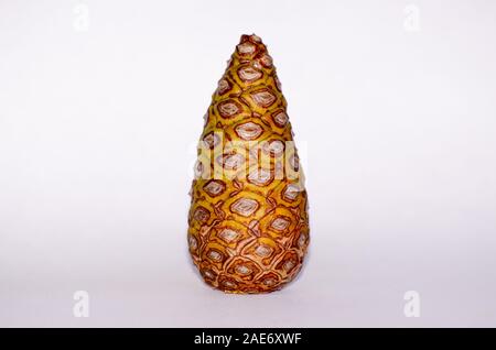 Pine cone isolate on white Stock Photo