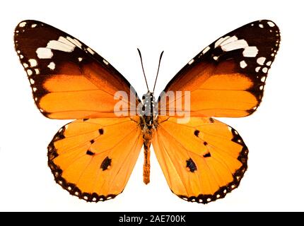 cut out image of the plain tiger butterfly, or African queen butterfly or African monarch butterfly Danaus Chrysippus Stock Photo