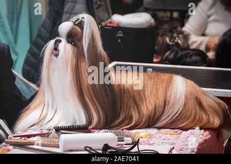 dog hairdresser Lhasa Apso shih tzu grooming combing brushing fur dog show Stock Photo