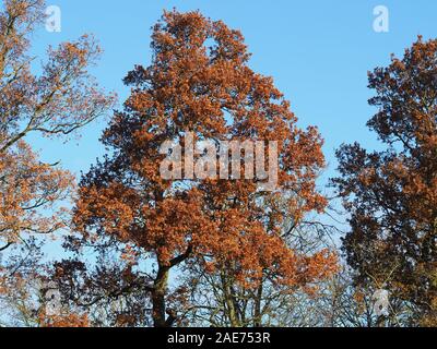 Young oak tree with golden brown autumn foliage against a clear blue sky Stock Photo