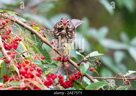 Killearn, Stirlingshire, Scotland, UK. 7th Dec, 2019. UK weather - an overwintering Redwing feasting on cotoneaster berries in a Stirlingshire garden on a damp dark morning. Heavy rain and a fresh breeze is forecast for the afternoon and evening. Most Redwings seen in the UK have migrated from Iceland and Scandinavia and will return to their breeding grounds there in spring. Credit: Kay Roxby/Ģ����ý Live News Stock Photo
