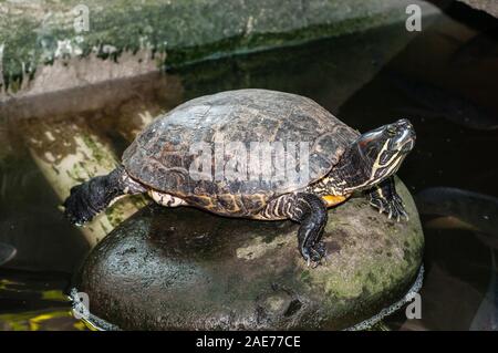 red-eared slider, red-eared slider turtle, Trachemys scripta elegans, Tulamben, Bali Stock Photo