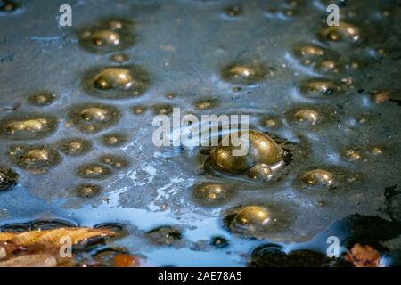 Golden bubbles of sludge gas on the watersurface of a swamp Stock Photo