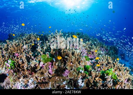 Beautiful, coloful tropical coral reef at sunrise (Similan Islands, Thailand) Stock Photo