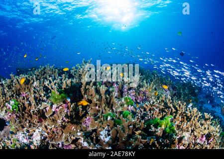 Beautiful, coloful tropical coral reef at sunrise (Similan Islands, Thailand) Stock Photo