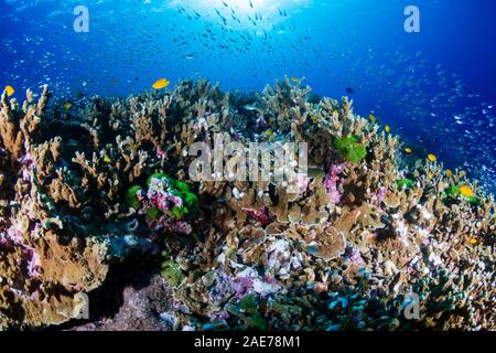 Beautiful, coloful tropical coral reef at sunrise (Similan Islands, Thailand) Stock Photo