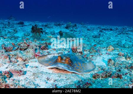 Kuhl's Stingray on the sandy seafloor near a coral reef Stock Photo
