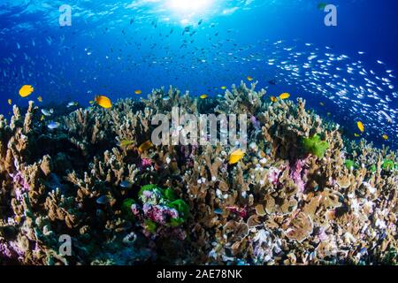 Beautiful, coloful tropical coral reef at sunrise (Similan Islands, Thailand) Stock Photo