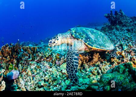 Hawksbill Sea Turtle feeding on a hard coral reef Stock Photo