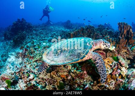 Hawksbill Sea Turtle feeding on a coral reef with background SCUBA diver