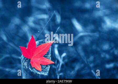 Red little autumn maple leave over old grey tree stump in the park. Blue background. Color of the year concept. Stock Photo