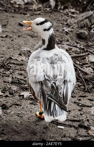 Bar-headed goose (Anser indicus) rear view with its mouth open stands in the mud Stock Photo