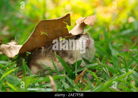 Cute exotic female brown dwarf hamster playing with a brown leaf on the grass field Stock Photo