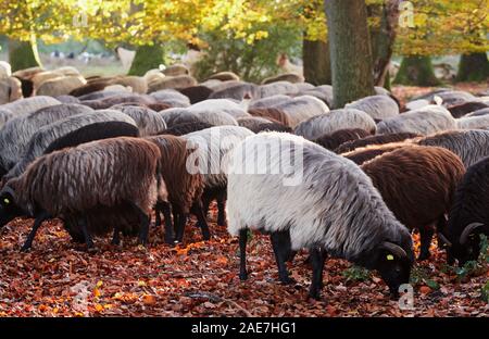 A flock of German horned heath in Luneburg Heath, near Wilsede Lower Saxony, Germany Stock Photo
