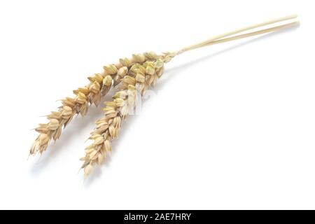 Two Ears Of Wheat Isolated On White Stock Photo