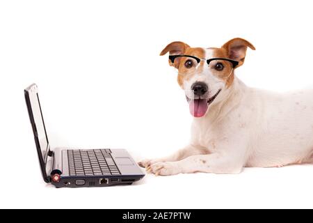 jack russell dog using a computer and browsing the internet Stock Photo