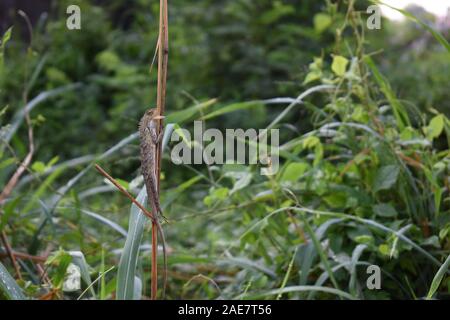 A young Eastern garden lizard (Calotes versicolor) choked on a large flying termite prey. Another name is oriental garden lizard or bloodsucker. Stock Photo