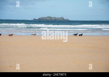 October 2019 - A group of dachsunds dogs playing at Harlyn Bay Beach, east of Trevose Head, near Padstow in Cornwall, UK Stock Photo