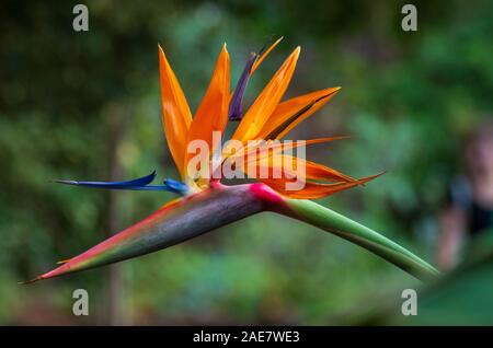 Tropical flower strelitzia or bird of paradise on Madeira Island, Portugal. Stock Photo