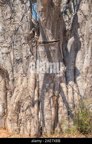 Close-up of the trunk of a baobab tree, Adansonia digitata, also called upside-down tree Stock Photo