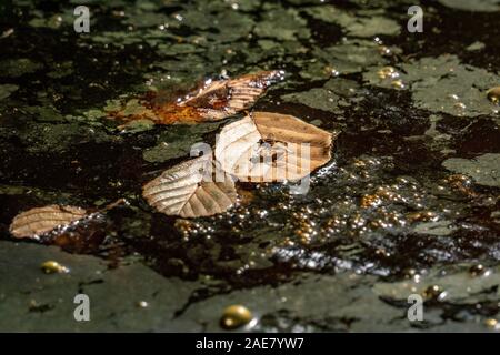 A fly floating on a brown leaf on a swamp with golden gas bubbles in bright sunshine Stock Photo