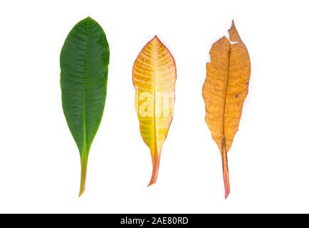 Three Leaves green yellow and dry brown, autumn leaves isolated on white Background Stock Photo