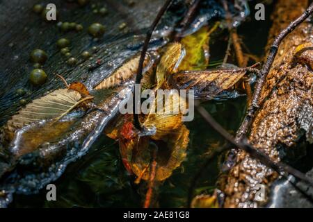 Colourful still life with multi coloured leaves floating on water and golden gas bubbles in the background and a piece of wood Stock Photo