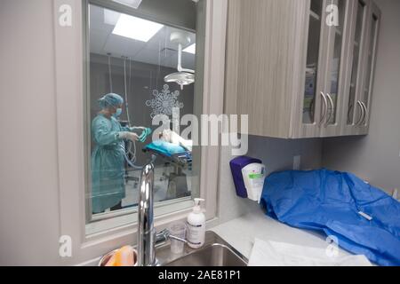 A veterinary surgeon goes through a thorough pre-surgery practice of scrubbing and then gowing up for surgery. Stock Photo