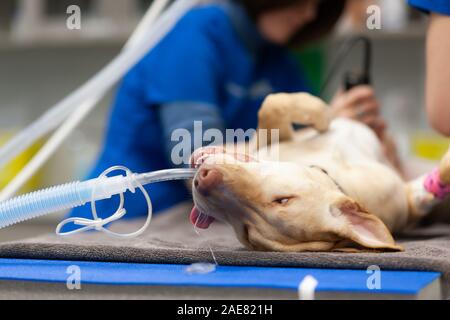 Veterinary technicians prepare canines for surgery. They also use the time when the dog is asleep to clip their toe-nails. Stock Photo