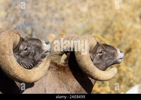 Bighorn sheep herd with big rams butting heads with a herd of ewes foraging for food and watching the action Stock Photo