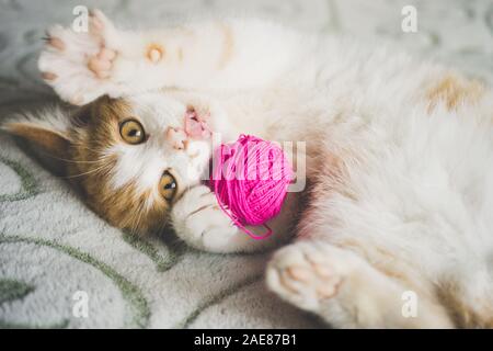 Ginger kitten plays with a ball of thread, pet lying on the bed, funny cat shows tongue. Stock Photo