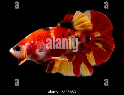 Fancy koi galaxy betta or siamese fighting fish with black background. Stock Photo