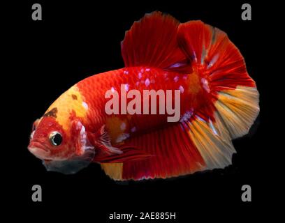 Fancy koi galaxy betta or siamese fighting fish with black background. Stock Photo