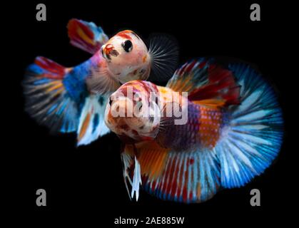 Fancy koi galaxy betta or siamese fighting fish with black background. Stock Photo