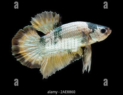 Fancy koi galaxy betta or siamese fighting fish with black background. Stock Photo