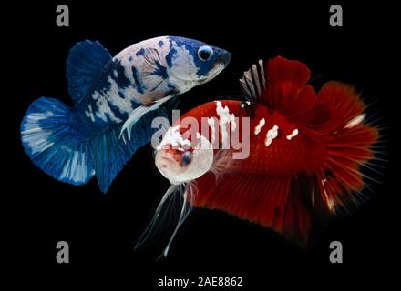 Fancy koi galaxy betta or siamese fighting fish with black background. Stock Photo