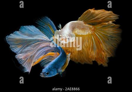 Silver gold and blue long half moon Betta fishes or Siamese fighting fish with black background. Stock Photo