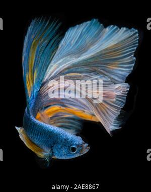 Blue long half moon Betta fish or Siamese fighting fish with black background. Stock Photo