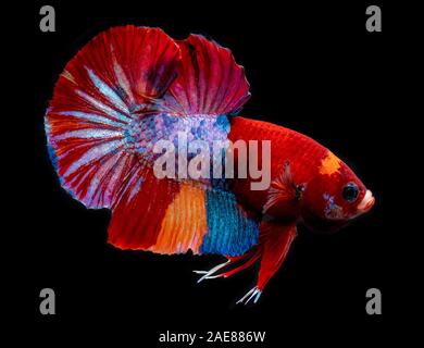 Fancy koi galaxy betta or siamese fighting fish with black background. Stock Photo