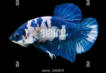 White and blue fancy koi galaxy betta or siamese fighting fish with black background. Stock Photo