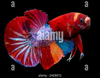 Cá Betta siamese fighting fish black: Cá Betta siamese fighting fish black với màu sắc đen tuyền đầy mạnh mẽ và quyến rũ. Chúng sẽ khiến bạn ngạc nhiên trước vẻ đẹp độc đáo của mình. Hãy thưởng thức và cảm nhận sự khác biệt của chúng.