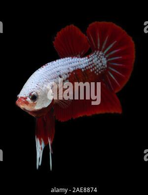 Fancy koi galaxy betta or siamese fighting fish with black background. Stock Photo