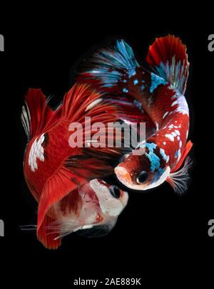 Fancy koi galaxy betta or siamese fighting fish with black background. Stock Photo