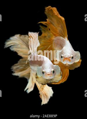 Betta Fish Color Vision: Better Than You Think! - or15z2v