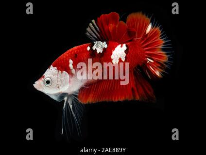 Fancy koi galaxy betta or siamese fighting fish with black background. Stock Photo