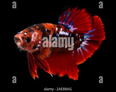 Fancy koi galaxy betta or siamese fighting fish with black background. Stock Photo