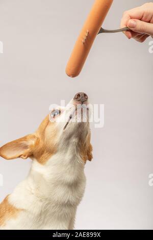 Hungry Jack Russel Terrier Looks With Appetite At Delicious Croissant And Coffee Stays In Bed Under White Blanket Spends Time In Hostess Bedroom Br Stock Photo Alamy