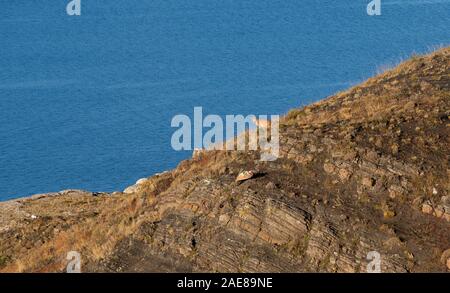 Juvenile Patagonian Puma cub sitting on rocky slope close to lake. Stock Photo