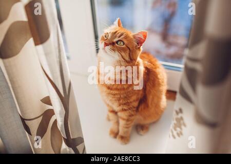 Ginger cat sitting on window sill at home in the morning. Pet enjoying sun. Stock Photo